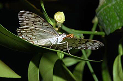 Alessandro Dalle Carbonare