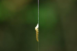 Alessandro Dalle Carbonare